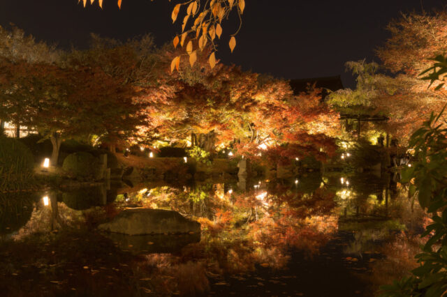 昭和記念公園の紅葉のライトアップ