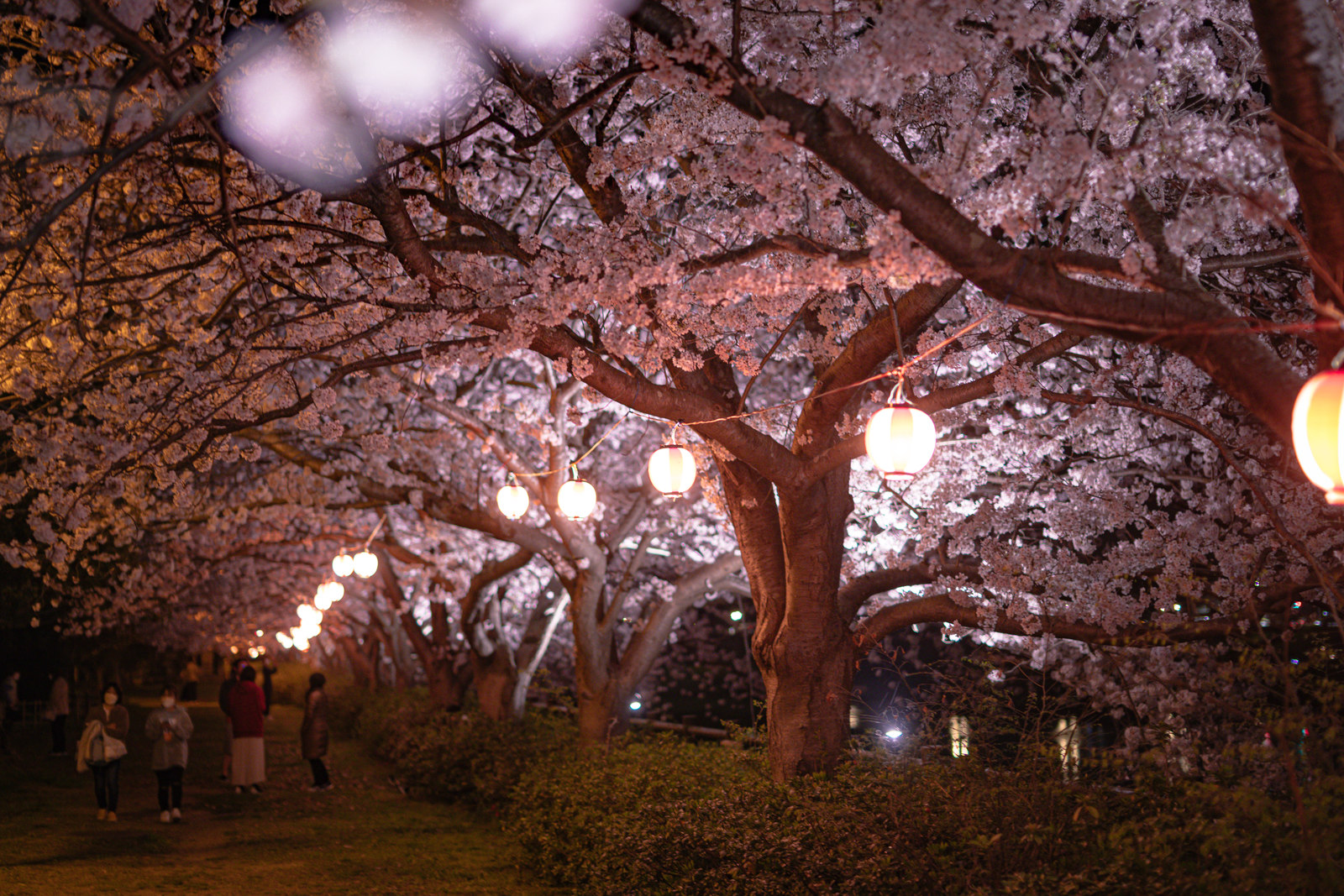 東京の夜桜ライトアップ2024年の穴場3選!ライトアップ時間帯や混雑状況も | 虹の玉手箱